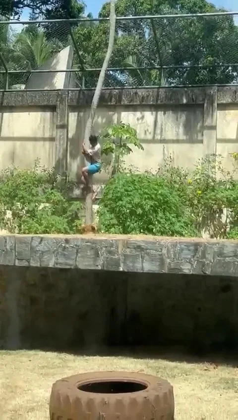 Brezilya’da 19 Yaşındaki Genç, Aslan Kafesine Girince Trajik Bir Sona Ulaştı (1)