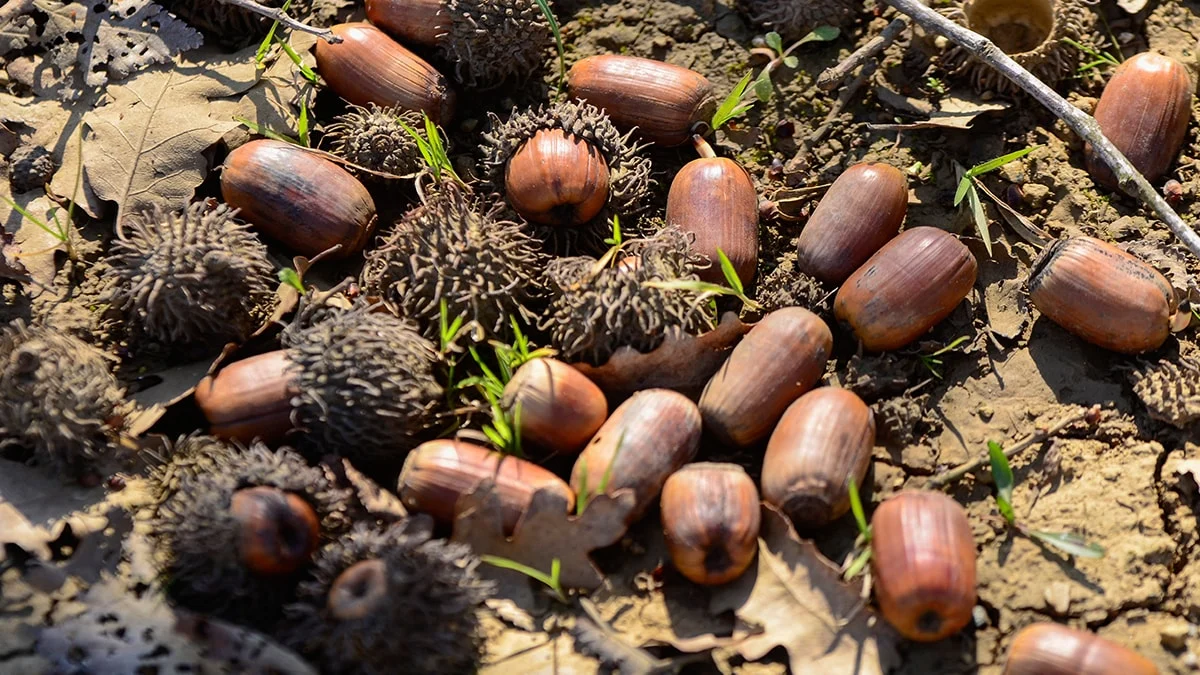 Kestane Fiyatları Uçtu, Alternatif Ortaya Çıktı Kilosu Sadece 50 Tl (2)