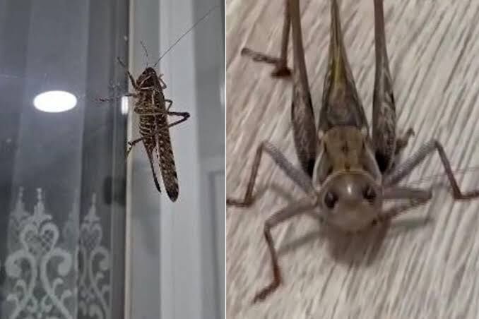 Kocaeli'deki çekirge paniğine uzman açıklaması! Korkulacak bir durum var mı?