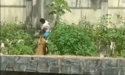 Brezilya’da 19 Yaşındaki Genç, Aslan Kafesine Girince Trajik Bir Sona Ulaştı