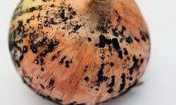 Mutfakta Gizli Tehlike: Soğanların Üzerindeki Siyah Lekeler Ne Anlama Geliyor?