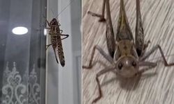 Kocaeli'deki çekirge paniğine uzman açıklaması! Korkulacak bir durum var mı?