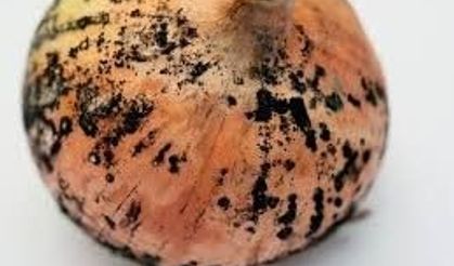 Mutfakta Gizli Tehlike: Soğanların Üzerindeki Siyah Lekeler Ne Anlama Geliyor?