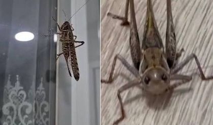 Kocaeli'deki çekirge paniğine uzman açıklaması! Korkulacak bir durum var mı?