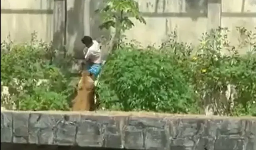 Brezilya’da 19 Yaşındaki Genç, Aslan Kafesine Girince Trajik Bir Sona Ulaştı