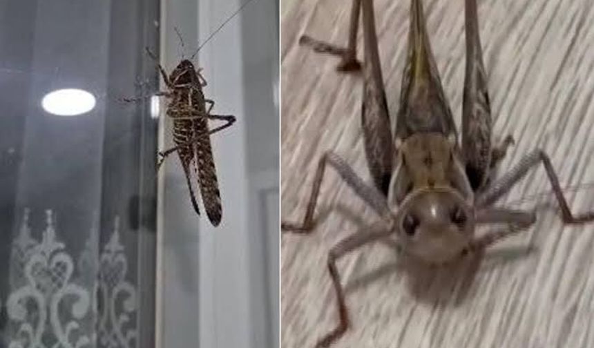 Kocaeli'deki çekirge paniğine uzman açıklaması! Korkulacak bir durum var mı?